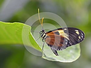 Nymphalidae butterfly on leaf photo