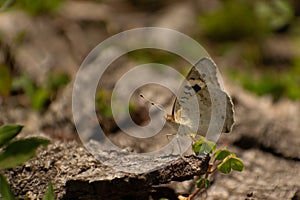 Nymphalidae butterfly sitting on a tree bark