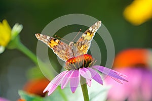 Nymphalidae butterfly on flower photo