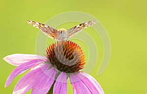 Nymphalidae butterfly photo