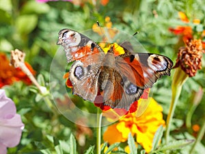 Nymphalidae, colorful butterfly