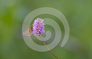 Nymphalidae (Euphydryas aurinia)