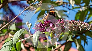 Nymphalidae Vanessa atalanta on a flower