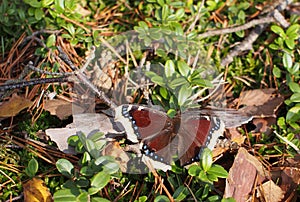 Nymphalis antiopa beauty butterfly