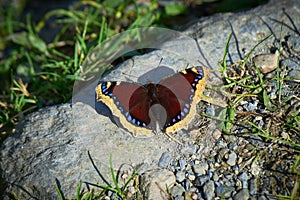 Nymphalis antiopa butterfly