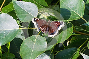 Nymphalis antiopa, known as the mourning cloak in North America and the Camberwell Beauty in Britain, is a large butterfly native
