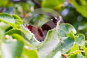 Nymphalis antiopa, known as the mourning cloak in North America and the Camberwell Beauty in Britain, is a large butterfly native