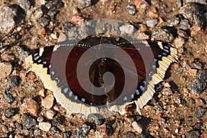 Nymphalis antiopa or mourning cloak butterfly, also known as Camberwell Beauty photo