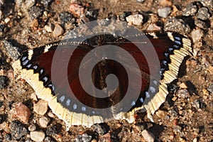 Nymphalis antiopa or mourning cloak butterfly, also known as Camberwell Beauty photo