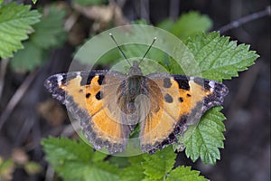 Nymphalis californica