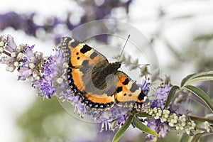 Nymphalis urticae (Aglais urticae), Small Tortoiseshell from Lower Saxony, Germany