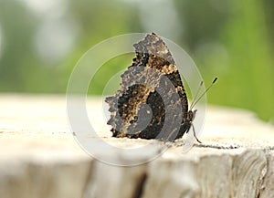 Nymphalis xanthomelas butterfly