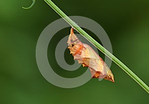 Nymphalis xanthomelas pupa , the scarce tortoiseshell butterfly chrysalis