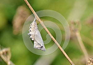 Nymphalis xanthomelas pupa , the scarce tortoiseshell butterfly chrysalis