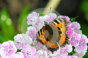 Nymphalis xanthomelas, a rare tortoiseshell, is a kind of nymphalide butterfly found in Eastern Europe and Asia. This butterfly is photo