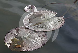 Nymphea lotus