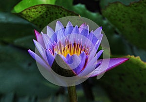 Nymphea stellata & x28;blue/purple lotus& x29;