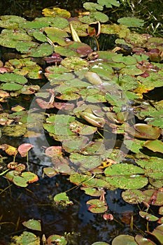 Nympheas In Pond