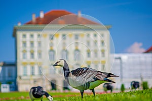 Nymphenburg, Germany - July 30, 2015: Grey birds on green grass standing with palace building facade sligthly burry background, be