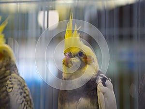 Nymphicus hollandicus Cacatuidae family standing in cage yellow cockatiel bird