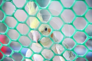 Nymphicus hollandicus or colorful parrot in the green plastic cage background