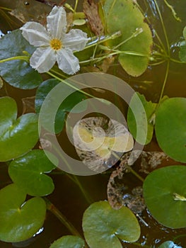 Nymphoides indica or Water snow flake plant with a flower photo