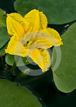 Nymphoides peltatum photo