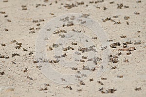 Nymphs of Moroccan locust.