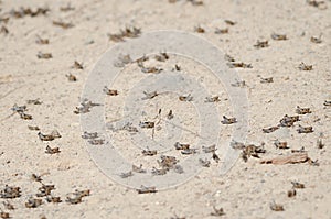 Nymphs of Moroccan locust.