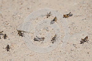 Nymphs of Moroccan locust.