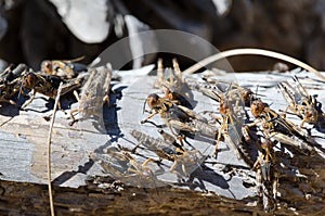 Nymphs of Moroccan locust.