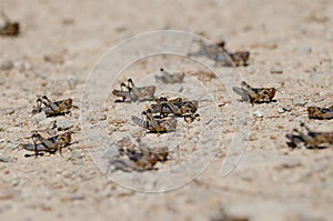 Nymphs of Moroccan locust.