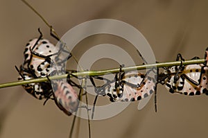 Nymphs of shield bug Euryderma ornata.