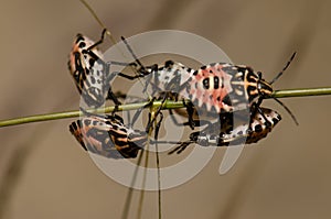 Nymphs of shield bug Euryderma ornata.