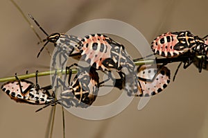 Nymphs of shield bug Euryderma ornata.