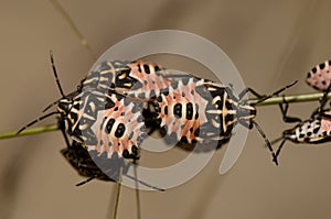 Nymphs of shield bug Euryderma ornata.