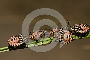 Nymphs of shield bug Euryderma ornata.