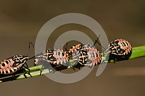 Nymphs of shield bug Euryderma ornata.