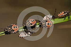 Nymphs of shield bug Euryderma ornata.