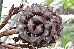 Nypa Fruit