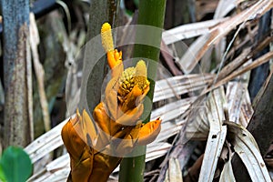 Nypa fruticans Flowers Closeup