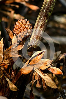 Nypa fruticans flowers and seeds