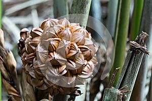 Nypa fruticans Nuts Closeup