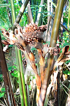 Nypa Palm