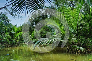 Nypa palm tree along river with mangrove forest in southern of Thailand