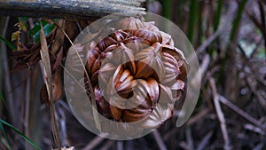 Nypah Fruit With Brown Color, With Shrubs Background