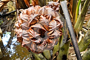 Nypah palm flower and fruits