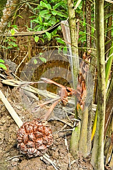 Nypah palm flower and fruits