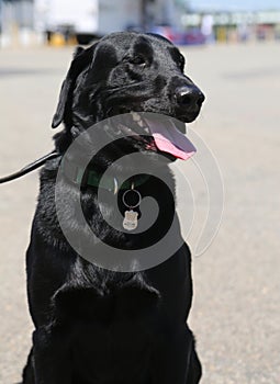 NYPD bomb squad dog provides security