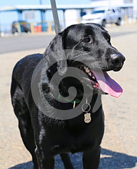 NYPD bomb squad dog provides security